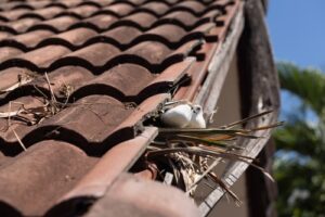 a bird sits in its nest built into a roof